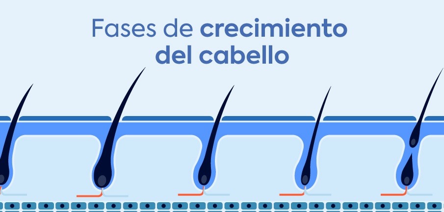 fases-de-crecimiento-del-cabello-destacada